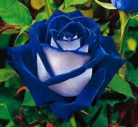 Image result for Most Expensive Roses in the World