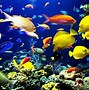 Image result for Marine Sea Life