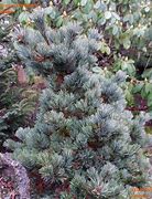 Image result for Pinus parviflora Kin - po