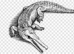 Image result for Are Crocodiles Bigger than Alligators