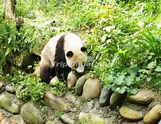 Image result for Giant Panda Cute