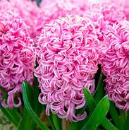 Image result for Hyacinthus Pink Pearl