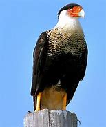 Image result for Caracara cheriway
