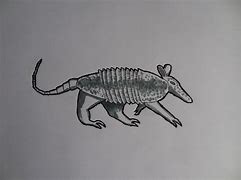 Image result for Armadillo Silhouette Flash Art