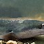 Image result for River Teign Salmon