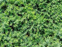 Image result for Pine Tree Leaves Texture