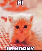 Image result for Orange Tabby Cat Meme