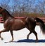 Image result for morgans horses history