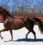 Image result for Morgan Horse Conformation