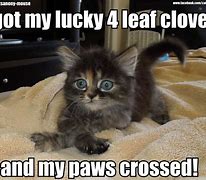 Image result for Lucky Cat Meme