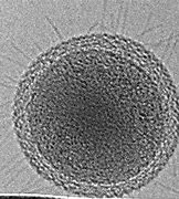Image result for Bacterium Smallest Cell