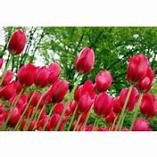 Image result for Spring Tulip Bulbs