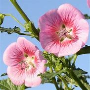 Image result for Anisodontea scabrosa Miss Pinky