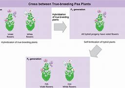 Image result for What Is the Symbolic Meaning of White Sweet Peas