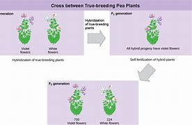 Image result for What Is the Meaning of Pea Size