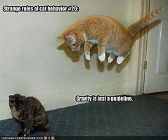 Image result for Lolcats Classic