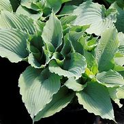 Image result for Hosta The Queen