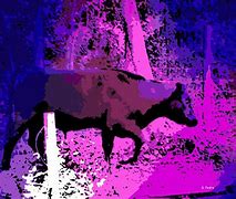 Image result for Large Bull