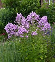 Image result for Phlox amplifolia Weisse Wolke