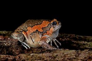 Image result for Painted Toad