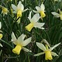 Bildergebnis für Narcissus Sailboat
