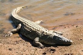 Image result for Nile Crocodile Habitat