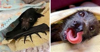 Image result for Cute Bat Giant