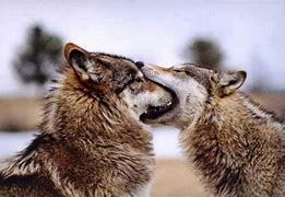 Image result for Funny Wolf Face
