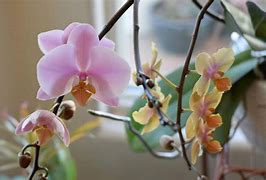 Image result for Yellow and Pink Orchid
