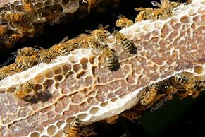 Image result for Small Bees in Vietnam