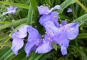 Image result for Tradescantia andersoniana J.C. Weguelin