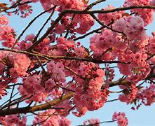 Image result for Blue Cherry Blossom Tree