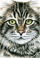 Image result for Amazing Cat Drawings