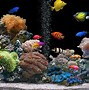 Image result for Osaka Aquarium Wallpaper 4K