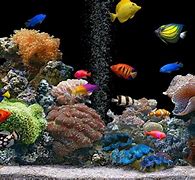 Image result for Freshwater Aquarium Wallpaper