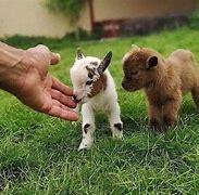 Image result for Farm Animals Baby Funny