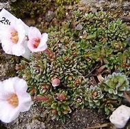 Image result for Saxifraga x megaseaeflora Jan Neraunda