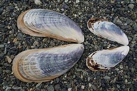 Image result for California Mussel