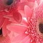 Image result for Pink Daisies iPhone Wallpaper