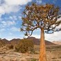 Image result for African Plants in Nature