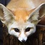 Image result for Fenec Fox Real Life