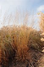 Image result for Molinia arundinacea Transparant