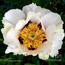 Image result for Paeonia rockii Zong Ban Xue Fei