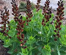Image result for Baptisia Brownie Points