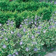 Image result for Vinca major Variegata