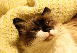 Image result for Cat with Cropped Ears