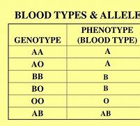Image result for Blood Type Alleles