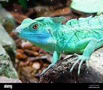 Image result for Coolest Lizards