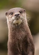 Image result for Common Otter