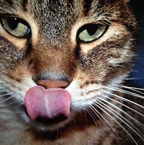 Image result for Cat Face Sketch